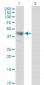 ADRM1 Antibody (monoclonal) (M02)