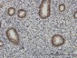 AFF4 Antibody (monoclonal) (M01)