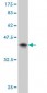 AFF4 Antibody (monoclonal) (M01)
