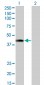AFF4 Antibody (monoclonal) (M01)