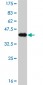 AFP Antibody (monoclonal) (M01)