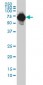 AFP Antibody (monoclonal) (M01)