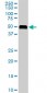 AGT Antibody (monoclonal) (M01)