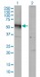 AGT Antibody (monoclonal) (M01)