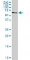 AHCYL1 Antibody (monoclonal) (M03)