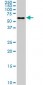 AHCYL1 Antibody (monoclonal) (M03)