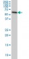 AHCYL1 Antibody (monoclonal) (M05)