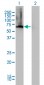 AHCYL1 Antibody (monoclonal) (M05)