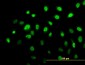 AHR Antibody (monoclonal) (M02)