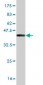 AHR Antibody (monoclonal) (M02)