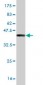 AHR Antibody (monoclonal) (M02)