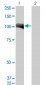 AHR Antibody (monoclonal) (M02)