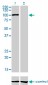 AHR Antibody (monoclonal) (M02)