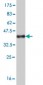 AHR Antibody (monoclonal) (M03)