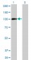 AHR Antibody (monoclonal) (M03)