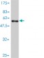 AHSA1 Antibody (monoclonal) (M01)
