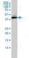 AHSA1 Antibody (monoclonal) (M01)