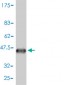 AIF1 Antibody (monoclonal) (M01)