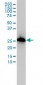 AIF1 Antibody (monoclonal) (M01)