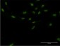 AIPL1 Antibody (monoclonal) (M04)