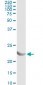 AK1 Antibody (monoclonal) (M06)