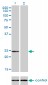 AK1 Antibody (monoclonal) (M06)