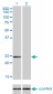 AK1 Antibody (monoclonal) (M06)