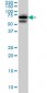 AKAP10 Antibody (monoclonal) (M04)