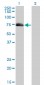 AKAP10 Antibody (monoclonal) (M04)