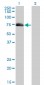 AKAP10 Antibody (monoclonal) (M04)