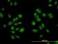 AKAP13 Antibody (monoclonal) (M01)