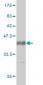 AKAP13 Antibody (monoclonal) (M01)