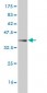 AKAP13 Antibody (monoclonal) (M10)