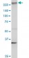 AKAP13 Antibody (monoclonal) (M10)