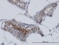 AKAP4 Antibody (monoclonal) (M02)