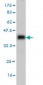 AKAP4 Antibody (monoclonal) (M02)