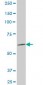 AKAP4 Antibody (monoclonal) (M10)