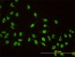 AKAP8 Antibody (monoclonal) (M01)