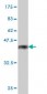 AKAP8 Antibody (monoclonal) (M01)