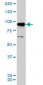 AKAP8 Antibody (monoclonal) (M01)