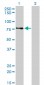 AKAP8 Antibody (monoclonal) (M01)