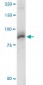 AKAP8 Antibody (monoclonal) (M01)