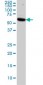 AKT1 Antibody (monoclonal) (M03)