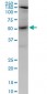 AKT1 Antibody (monoclonal) (M03)