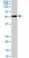 AKT1 Antibody (monoclonal) (M03)