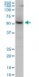 AKT1 Antibody (monoclonal) (M03)