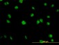 AKT1 Antibody (monoclonal) (M03)