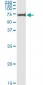 AKT1 Antibody (monoclonal) (M03)