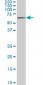 AKT1 Antibody (monoclonal) (M03)