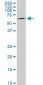 AKT1 Antibody (monoclonal) (M03)